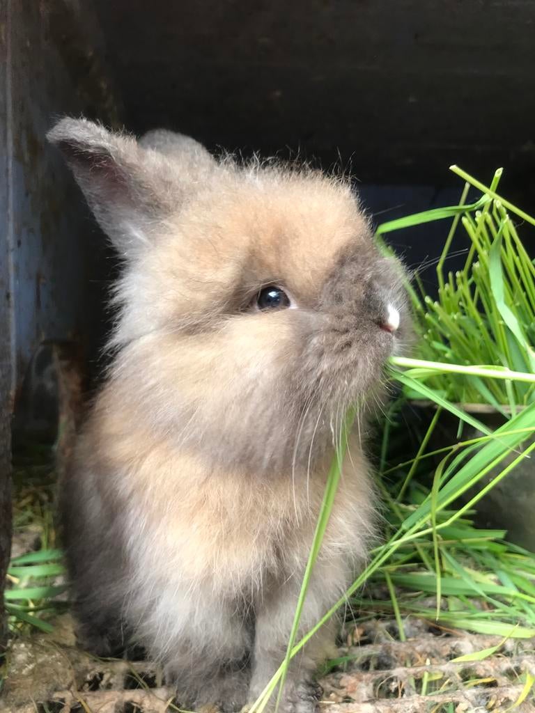 Angora Twee maan oude mannen