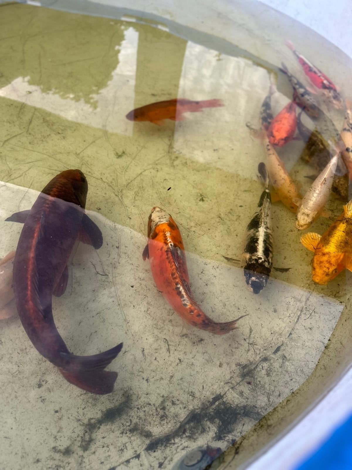 Koi karpers moeten weg. Moet ze zelf vangen., Dieren en Toebehoren, Vissen | Vijvervissen, Karper of Koi