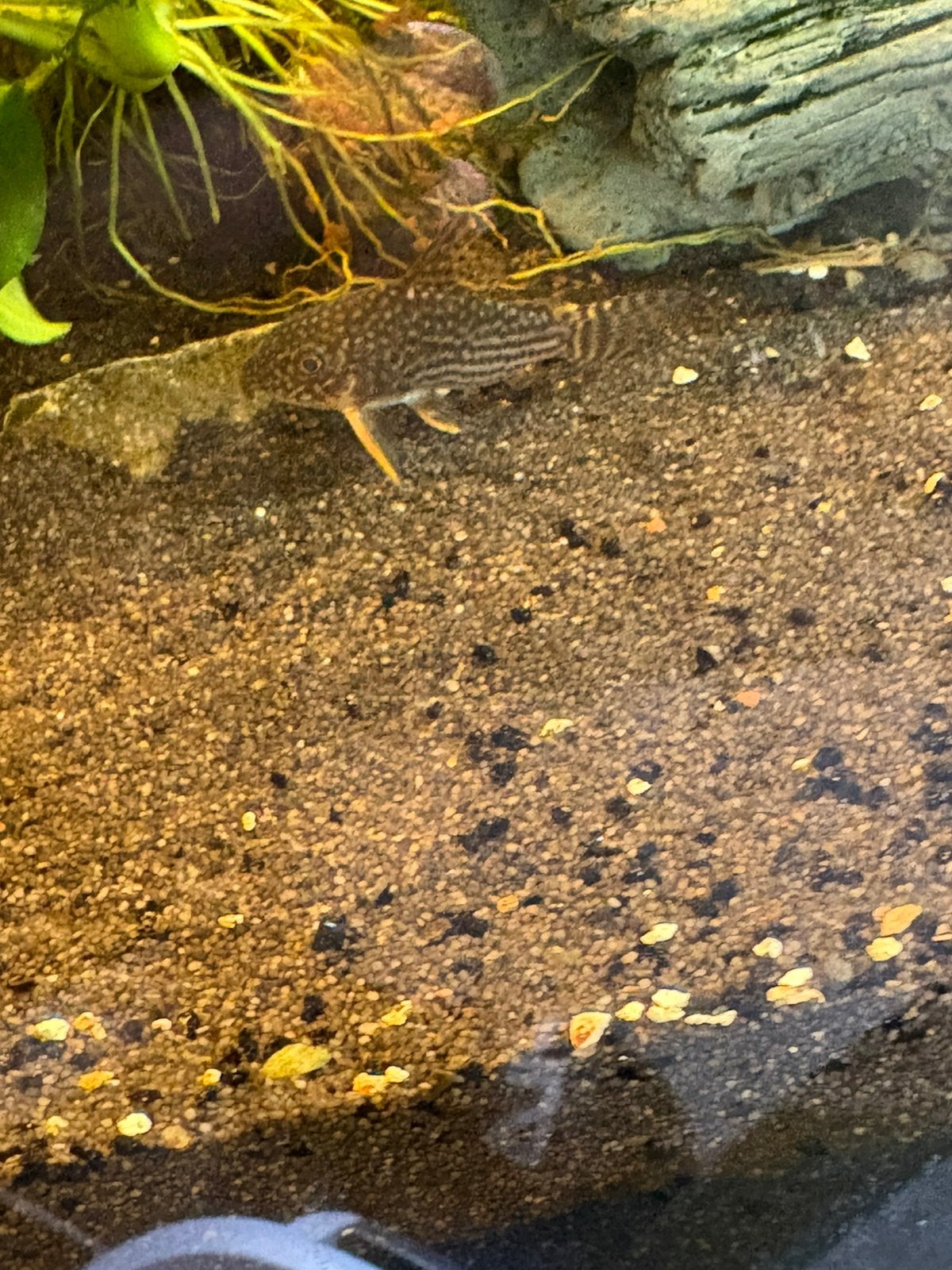 Corydoras Sterbai