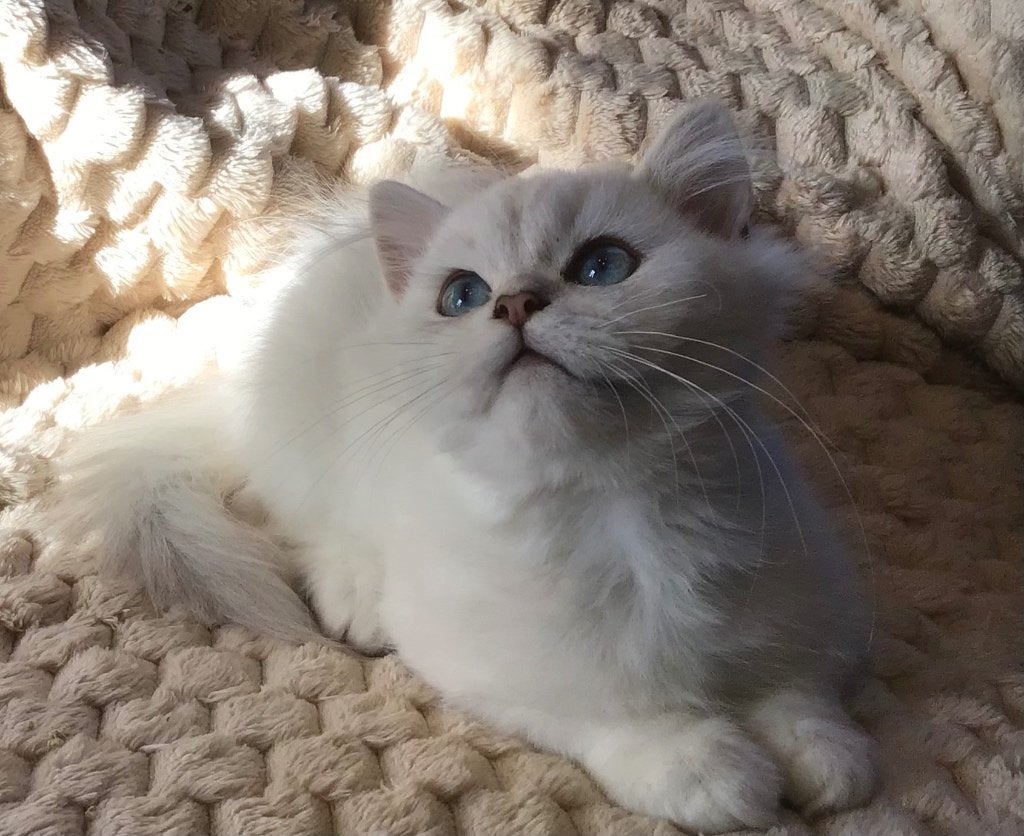 Schitterende  ragdoll Kittens, Meerdere dieren, Ontwormd, 0 tot 2 jaar