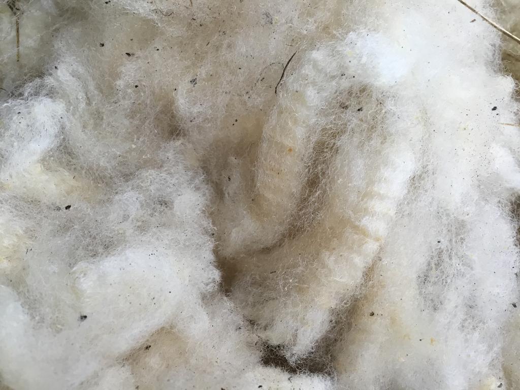Ongewassen schapenwol, diverse soorten en kleuren, Hobby en Vrije tijd, Ophalen of Verzenden, Nieuw, Spinwol