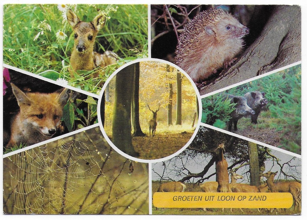 Loon op Zand Gelopen Ansichtkaart ( B6144 ), Ophalen of Verzenden, 1980 tot heden, Gelopen