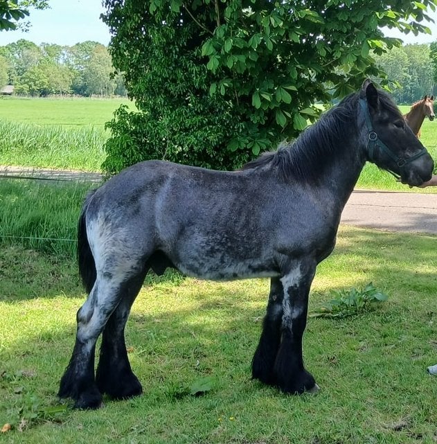 1-jarige trekpaard hengst, Hengst, Niet van toepassing, Met stamboom, 0 tot 2 jaar