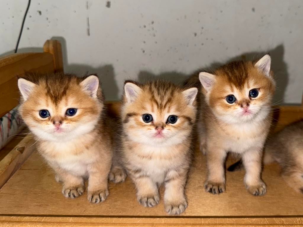 Britse Golden Kittens, Dieren en Toebehoren, Katten en Kittens | Raskatten | Korthaar, Meerdere dieren
