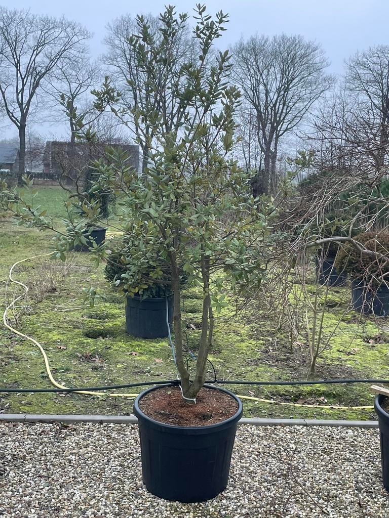 Kurkeik en steeneik meerstam leverbaar tot 300 cm hoog, Tuin en Terras, Planten | Bomen, Overige soorten, Lente, 250 tot 400 cm