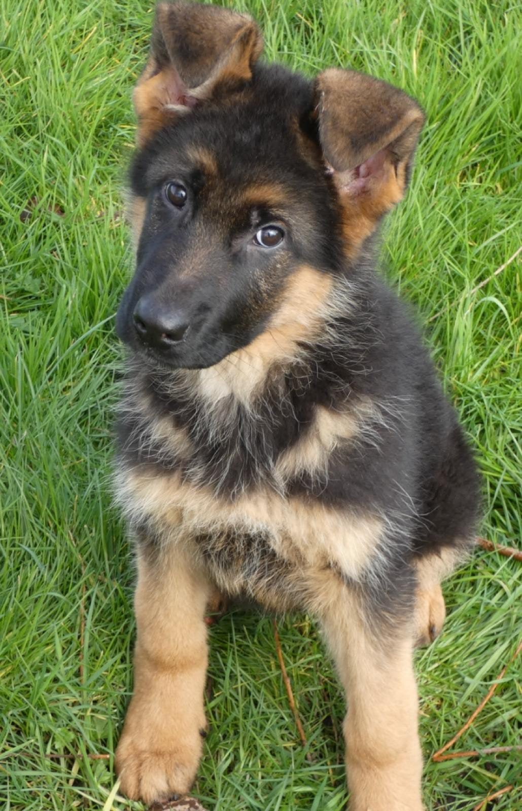 Duitse Herder Pup uit Keurfok,  Reutje, 15 weken tot 1 jaar, Reu, Meerdere, CDV (hondenziekte)