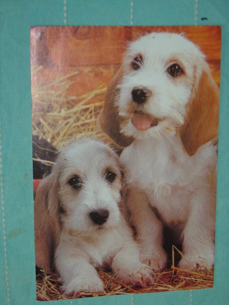 10) Kleuren ansichtkaart  Jonge Sealyham Terriers Honden, Ophalen of Verzenden, 1980 tot heden, Ongelopen, Hond of Kat