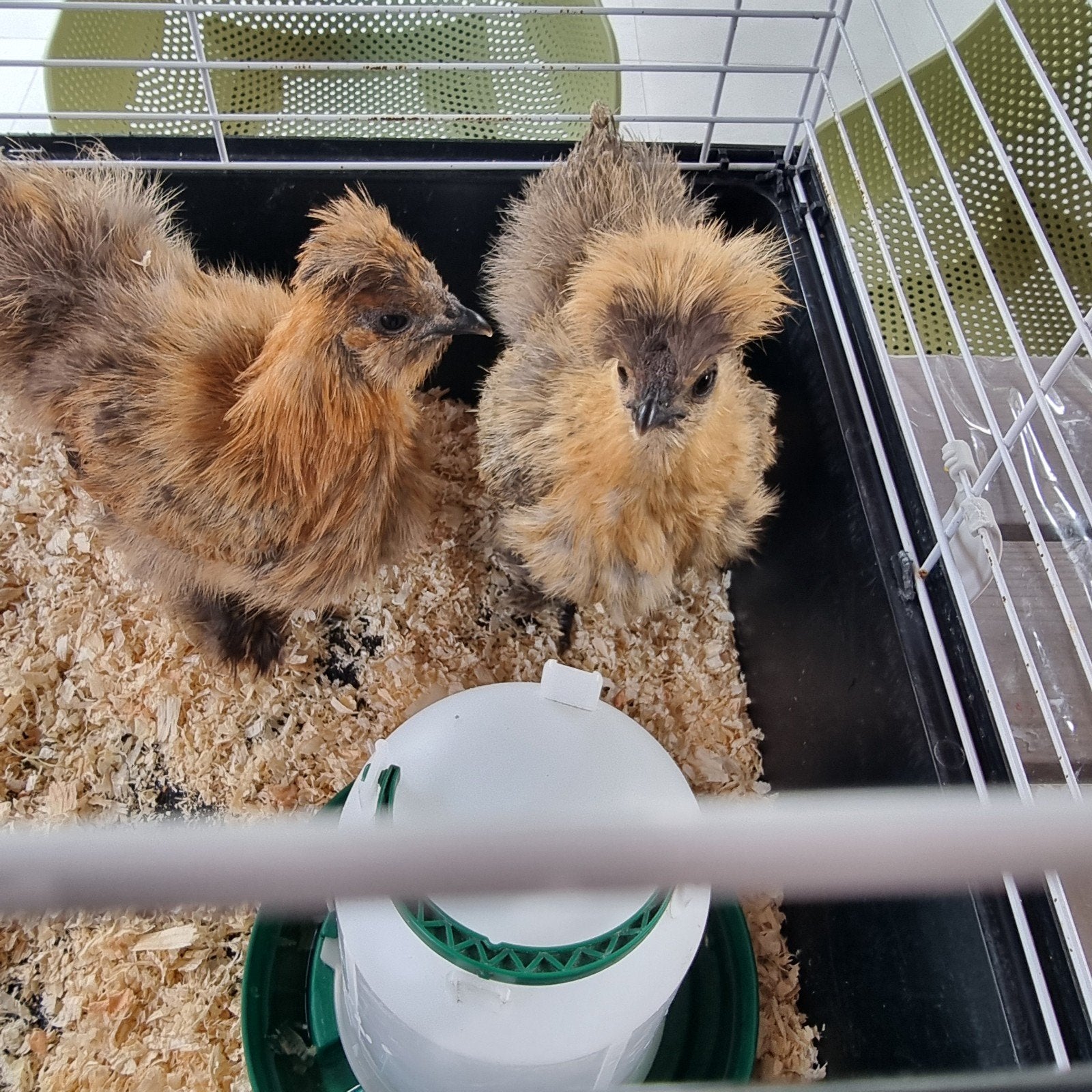 zijdehoen kriel kippies, Dieren en Toebehoren, Pluimvee, Vrouwelijk, Kip