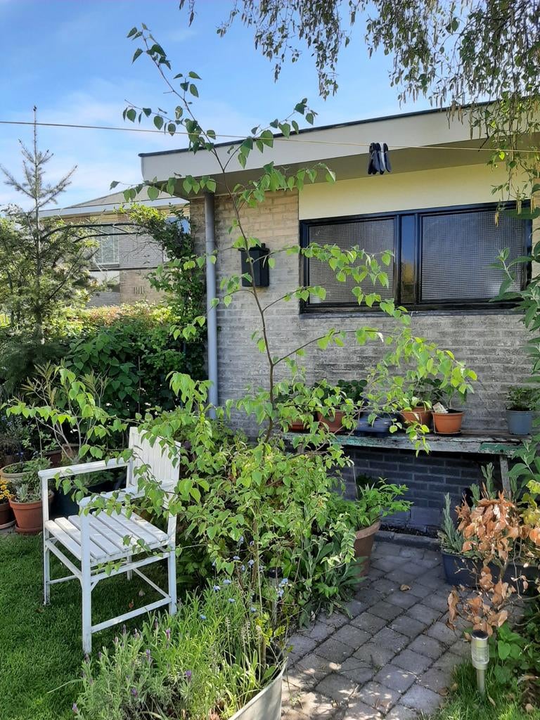 Berk, Tuin en Terras, Planten | Bomen, Ophalen, Bloeit niet, Halfschaduw, Overige soorten