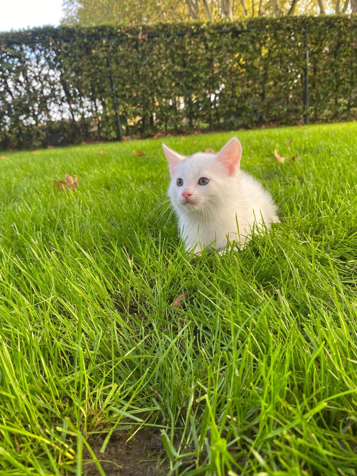 2 lieve witte boerderij kittens, Meerdere dieren