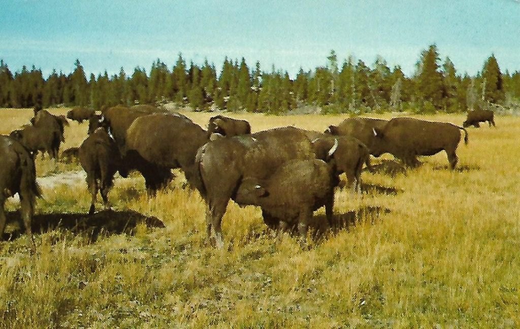 Dieren- -Buffels., Verzamelen, Ophalen of Verzenden, 1960 tot 1980, Gelopen, Overige soorten