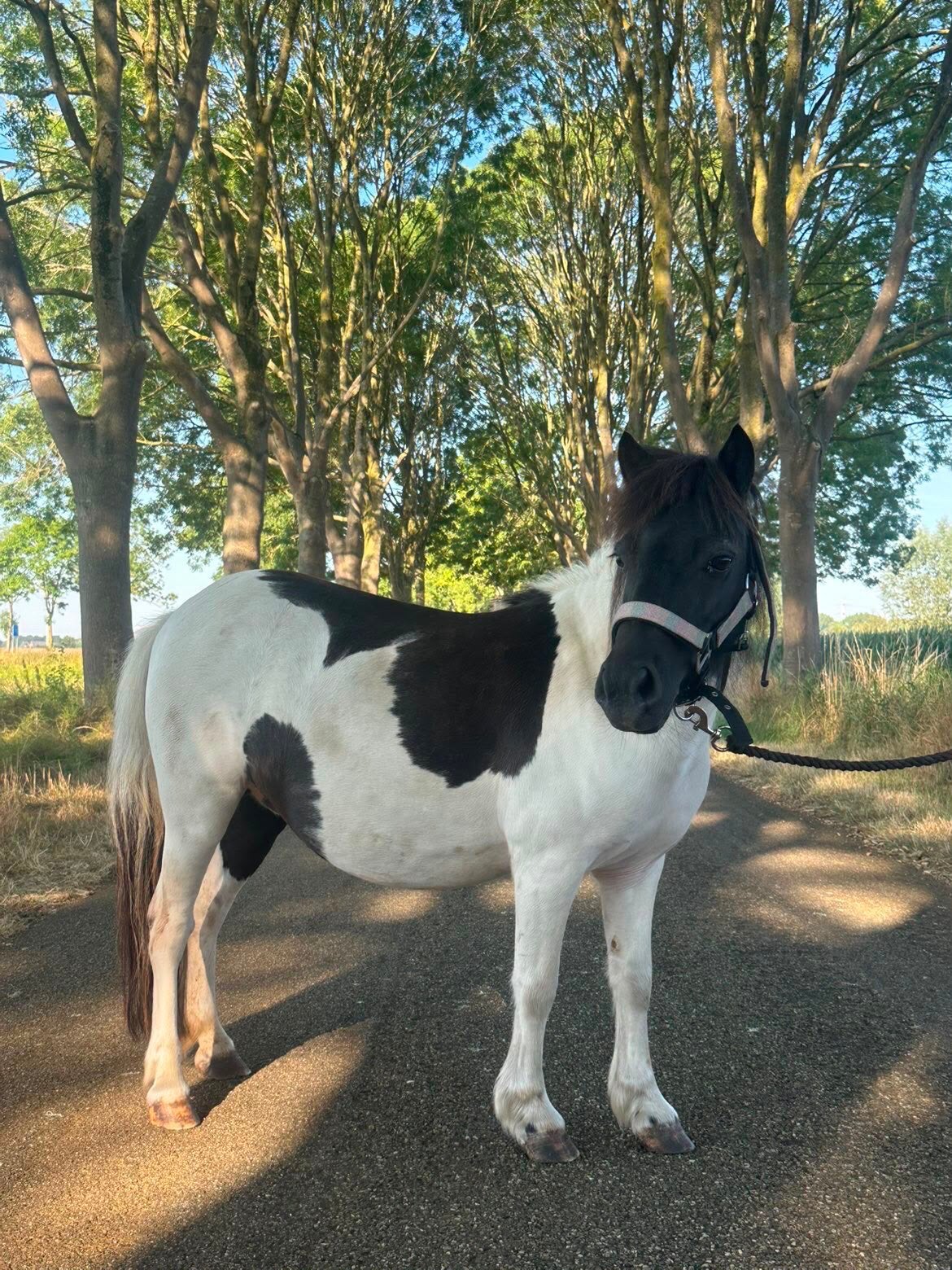 Lieve bonte Shetlander, Merrie, Niet van toepassing, A pony (tot 1.17m), 7 tot 10 jaar