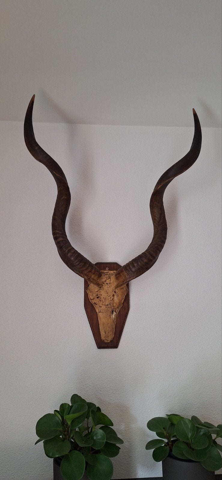 Grote Koedoe schedel met hoorns op houten schild, Verzamelen, Ophalen, Gebruikt, Wild dier, Gewei of Kop
