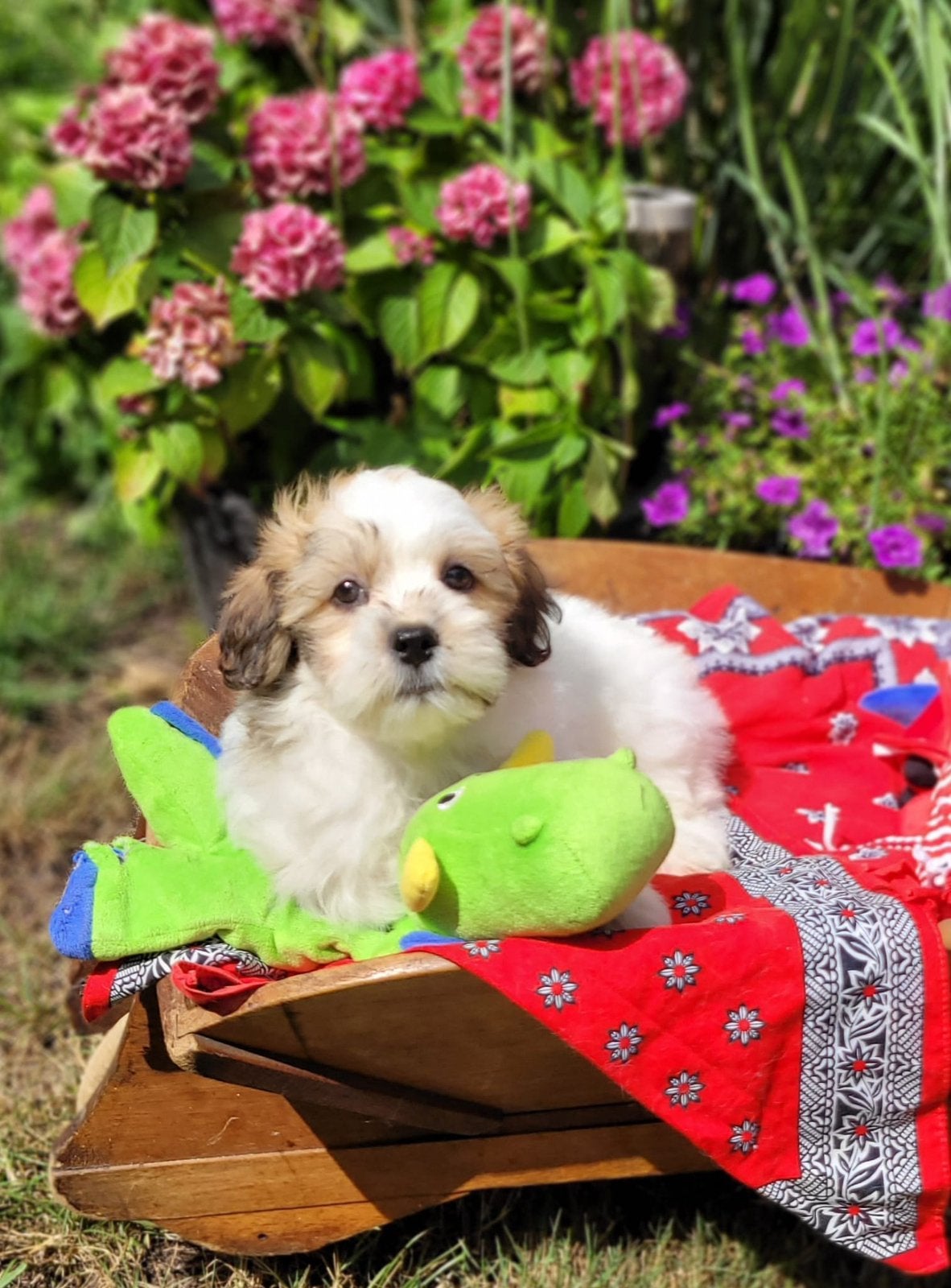 Leuke boomer pups te koop!, Dieren en Toebehoren, Parvo, 8 tot 15 weken, Meerdere, Meerdere dieren