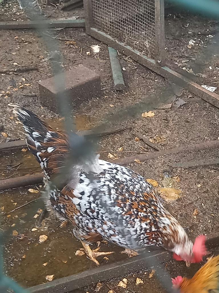 Prachtige porseleinkleurige leghorn hen, Dieren en Toebehoren, Vrouwelijk, Kip