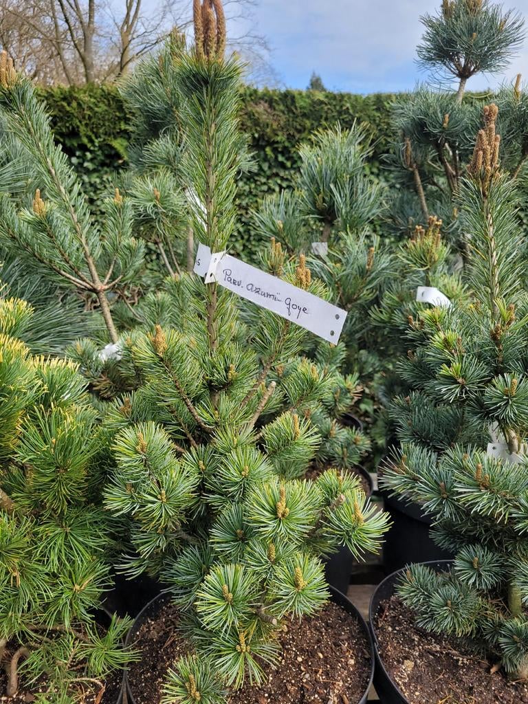 Pinus Parviflora Azumi Goye - Japanse Witte Dwergden, Tuin en Terras, Planten | Bomen, Bloeit niet, Overige soorten, Minder dan 100 cm