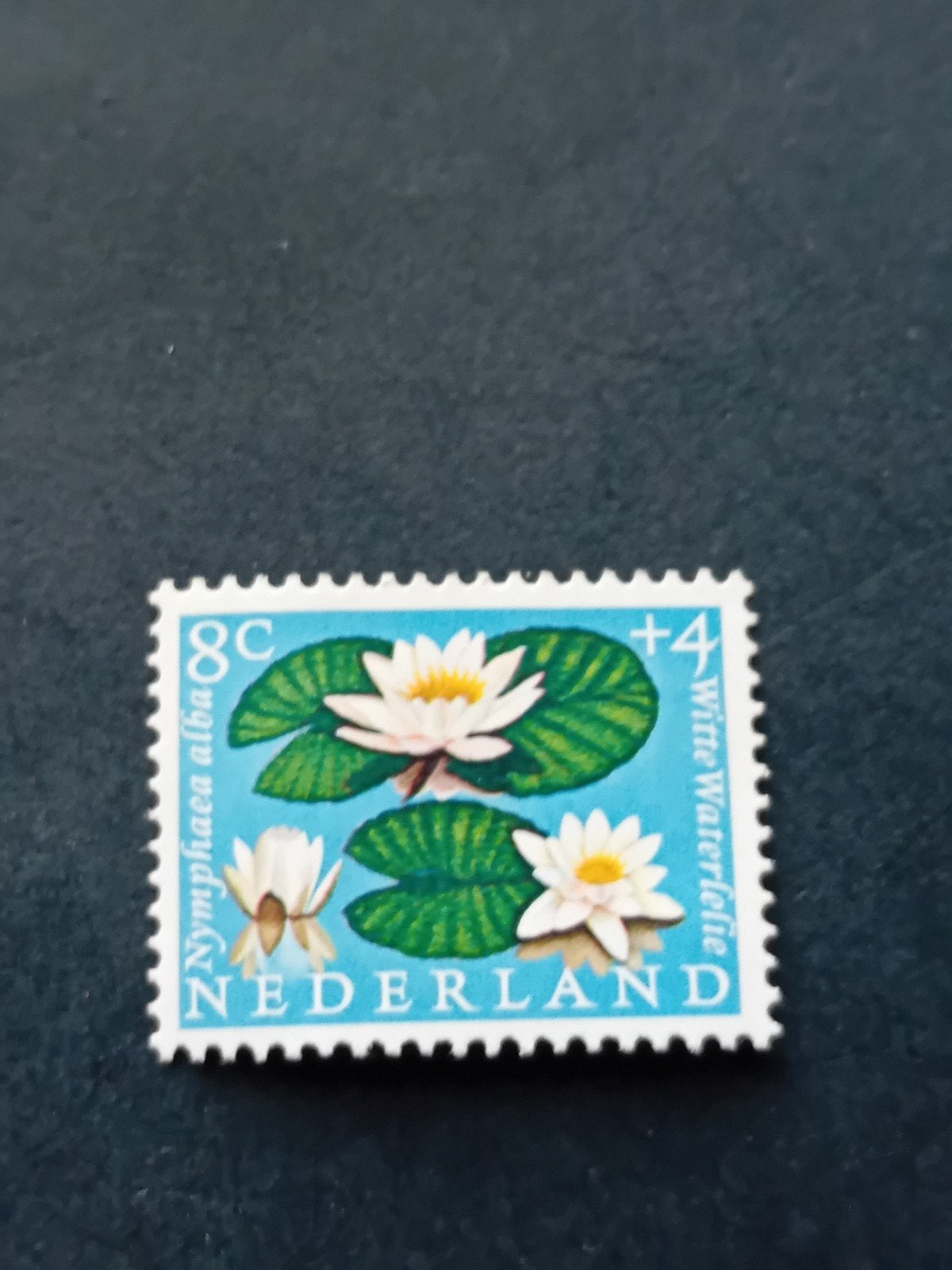 Nederlandse postzegel: Witte Waterlelie (Nymphaea alba), Ophalen of Verzenden, Na 1940, Postfris