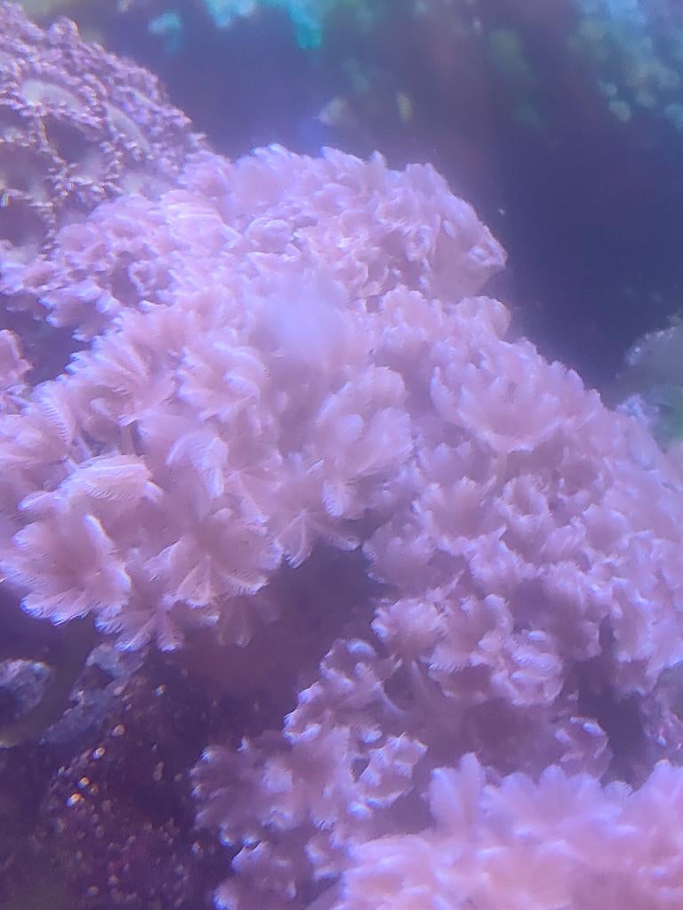 Pompende Xenia, Dieren en Toebehoren, Ophalen of Verzenden, Nieuw, Overige typen