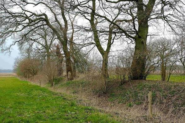 Gezocht boomwal / bomen zagen voor hout, Tuin en Terras, Ophalen