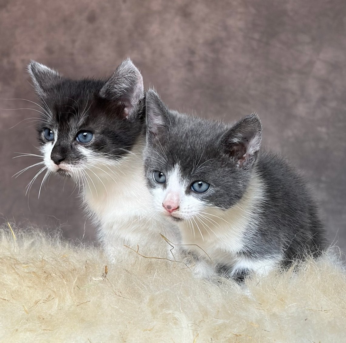 Twee kittens (katertjes), Kater