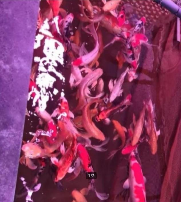 Import HQ Butterfly koi / Vlinderkoi 30 / 40 cm Koidreams
