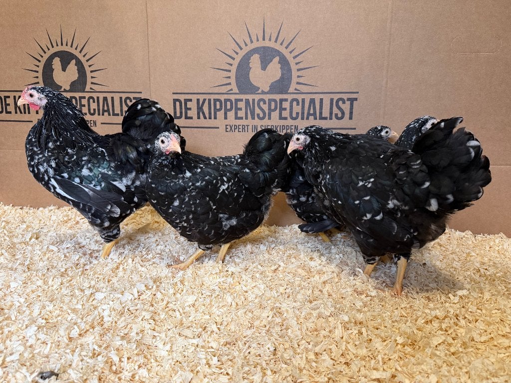 Jonge wyandotte kriel Zwart Wit Gepareld gesekst en ingeënt, Dieren en Toebehoren, Pluimvee, Vrouwelijk, Kip