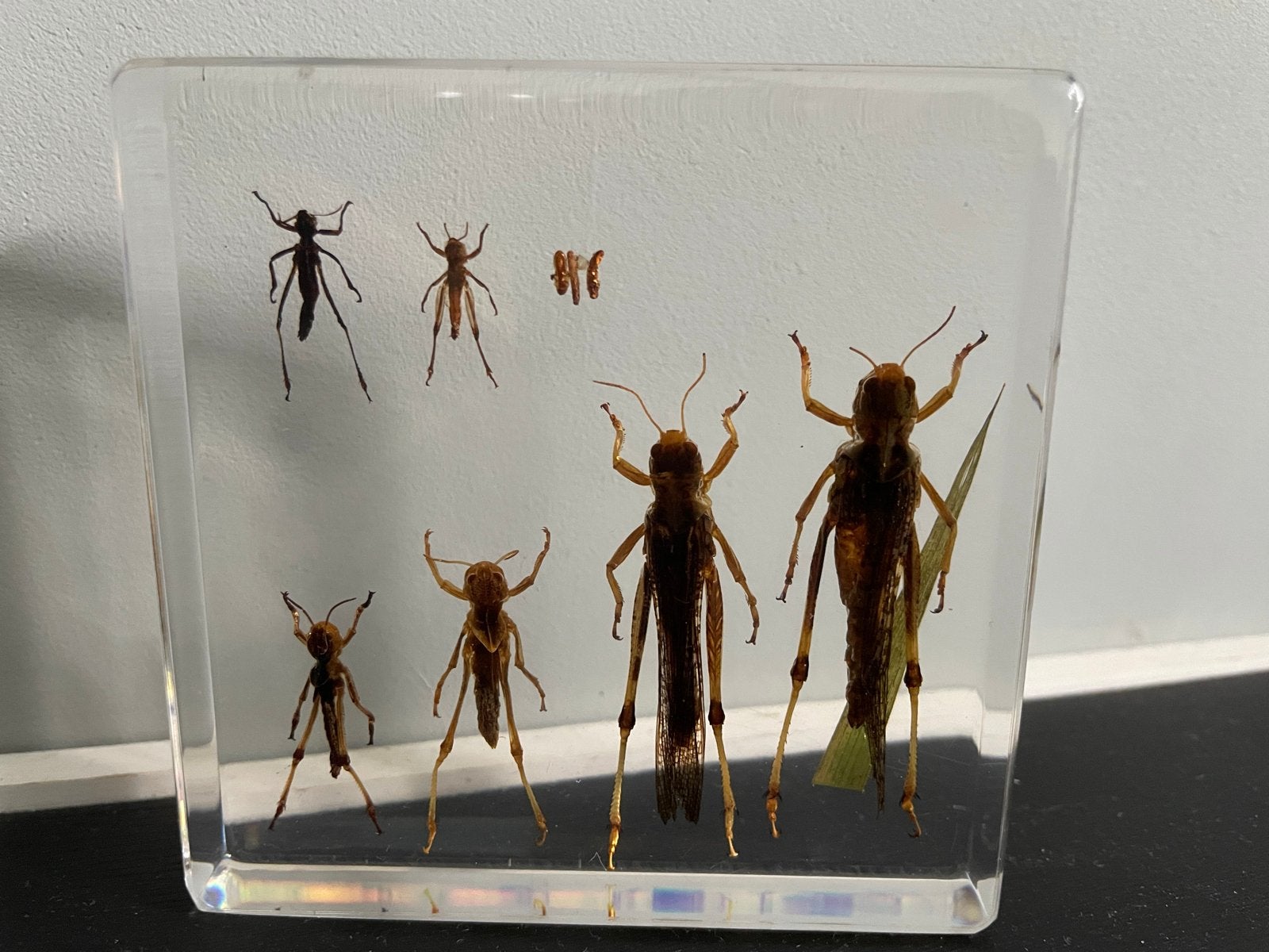 Taxidermie sprinkhaan, Overige soorten