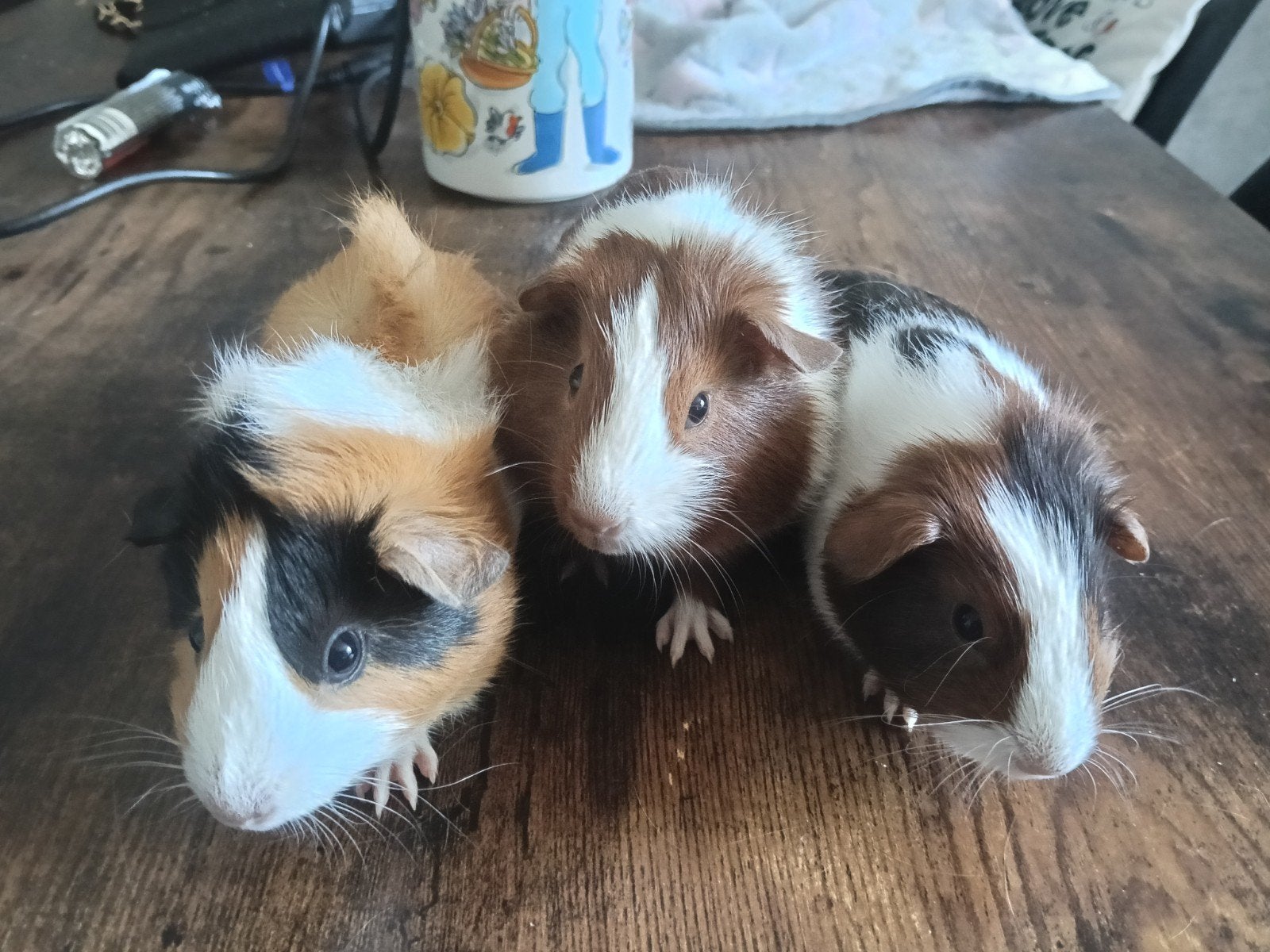 3 cavia beertjes, Dieren en Toebehoren, Cavia, Mannelijk, Tam, September