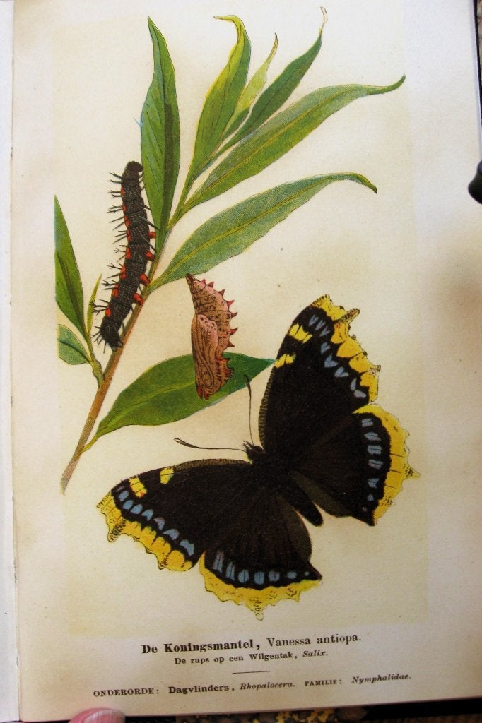 Zeldzaam! Vlinderwereld, 100 vlinders en rupsen gids 1899, Ophalen of Verzenden, F.J. van Uildriks en Dr. Vitus Bruinsma.
