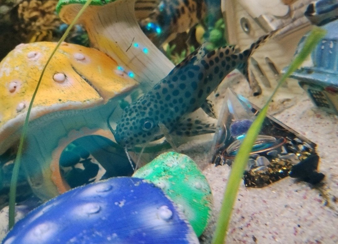 Mooie algeneter pherostoris, Ophalen, Zo goed als nieuw, Gevuld zoetwateraquarium