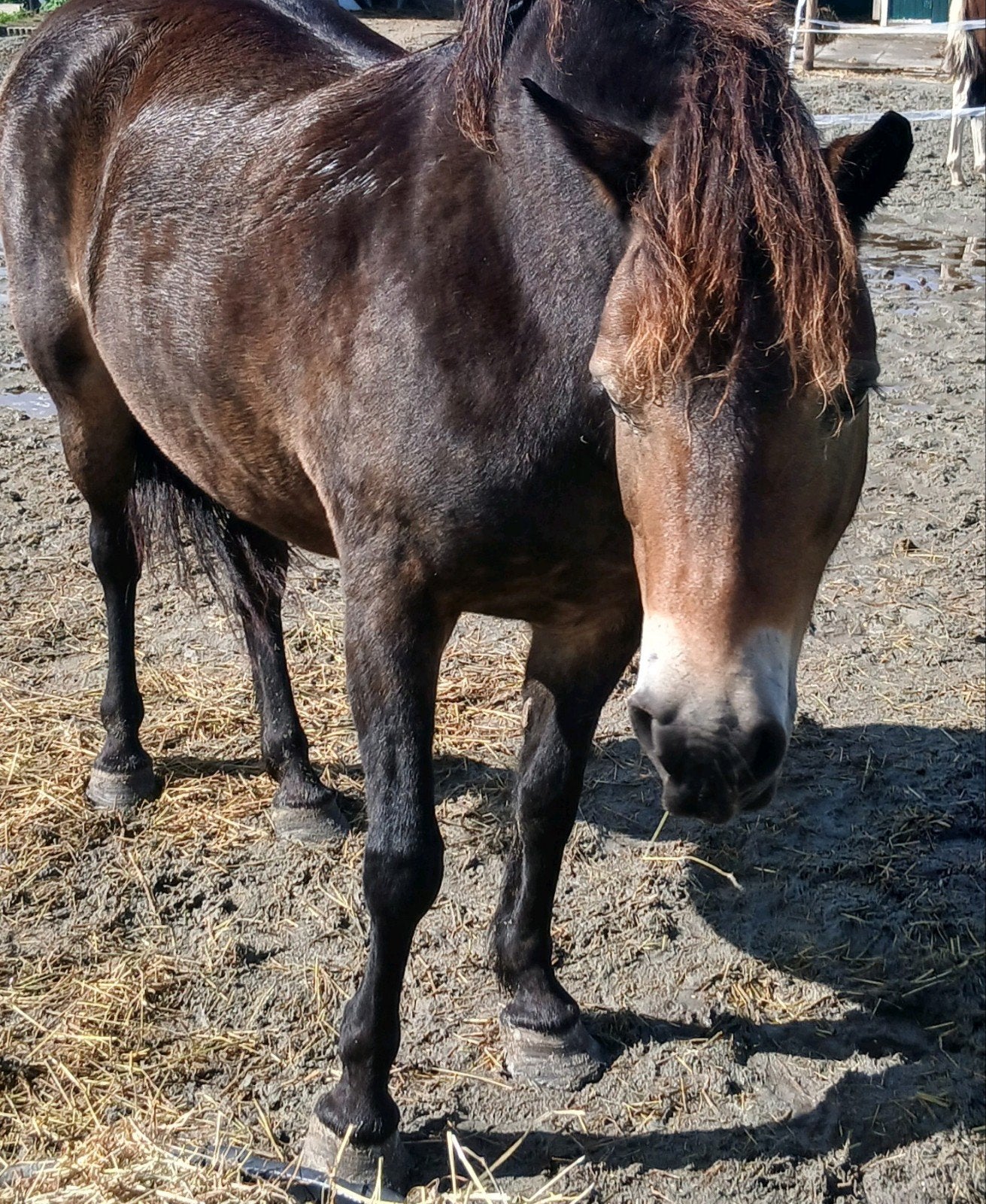 fjord x exmoor pony onbeleerd, Dieren en Toebehoren, Pony's, Merrie, A pony (tot 1.17m)