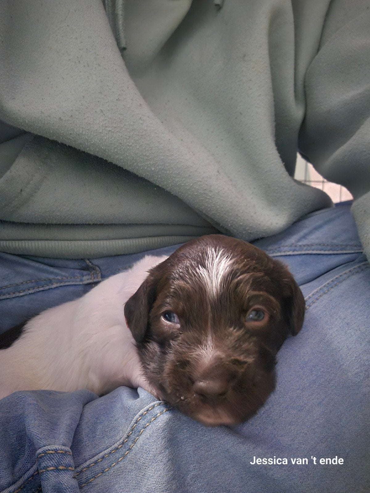 friesse stabij puppy's nog 2 beschikbaar (zie foto's ), Dieren en Toebehoren, 8 tot 15 weken, Meerdere, Meerdere dieren, CDV (hondenziekte)