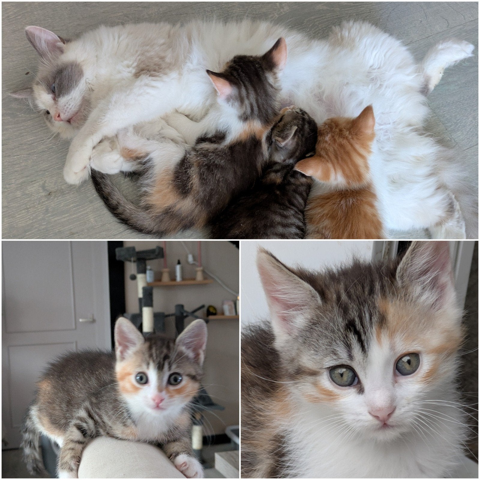 kruising ragdoll kittens, Dieren en Toebehoren, Katten en Kittens | Raskatten | Langhaar, Meerdere dieren, Ontwormd, 0 tot 2 jaar