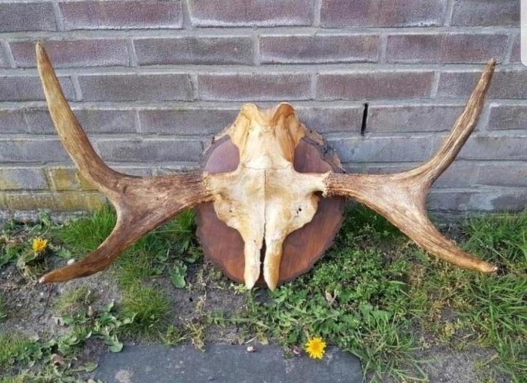 Prachtige Eland schedel op boomschijf ! Scandinavië Elanden, Verzamelen, Ophalen of Verzenden, Zo goed als nieuw, Hert, Schedel