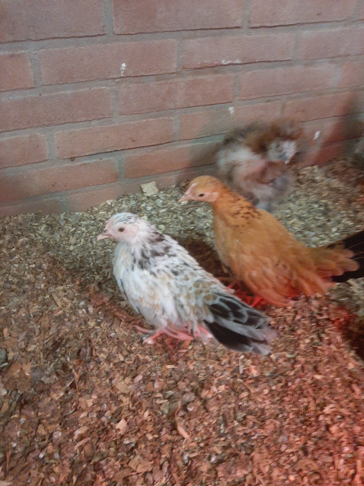 Serama hennen, Vrouwelijk, Kip