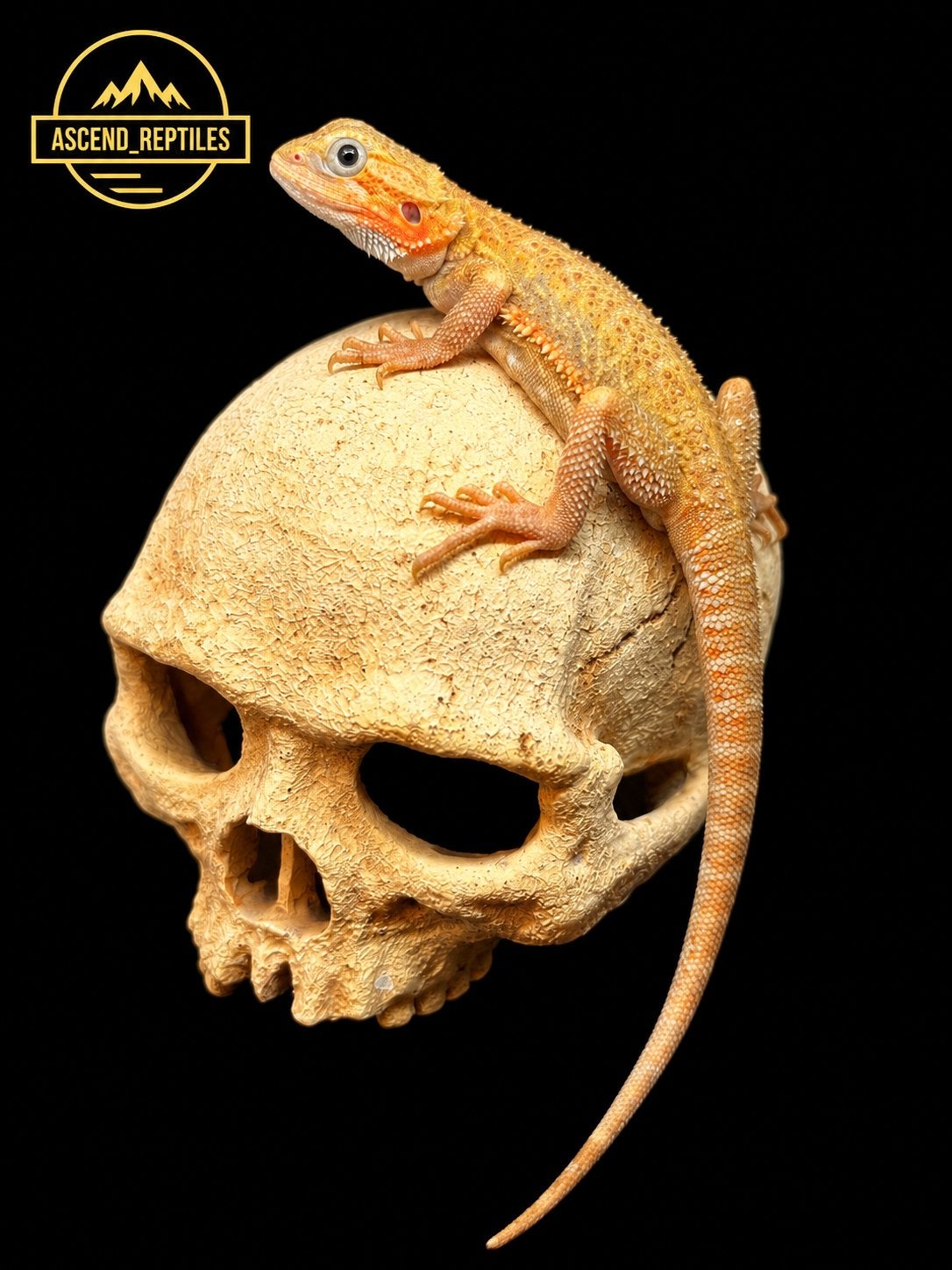 Citrus Hypo Trans vrouw – Baardagaam NK 2026 Bearded Dragon photo 2