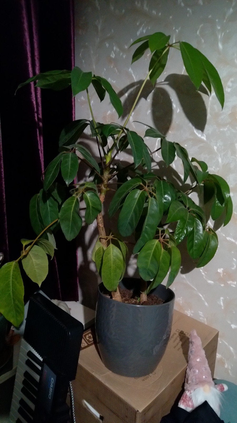 Mooie Umbrella Tree (Schefflera) - ca. 60cm hoog, Ophalen, In pot, Halfschaduw, Minder dan 100 cm