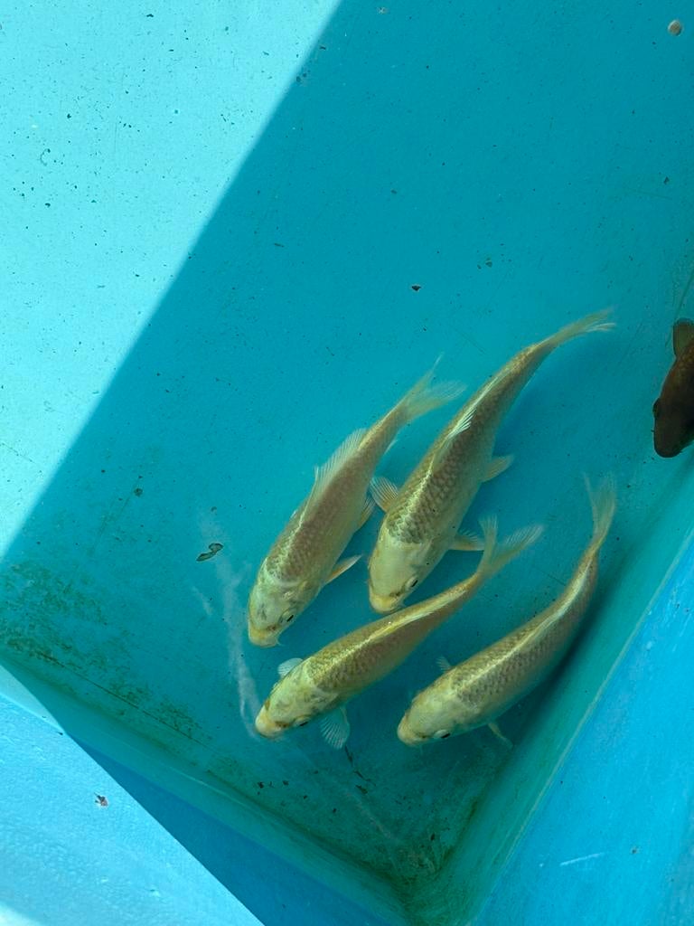 Yamabuki ogon koi koikarper vis vissen vijver karper, Dieren en Toebehoren, Vissen | Vijvervissen, Karper of Koi