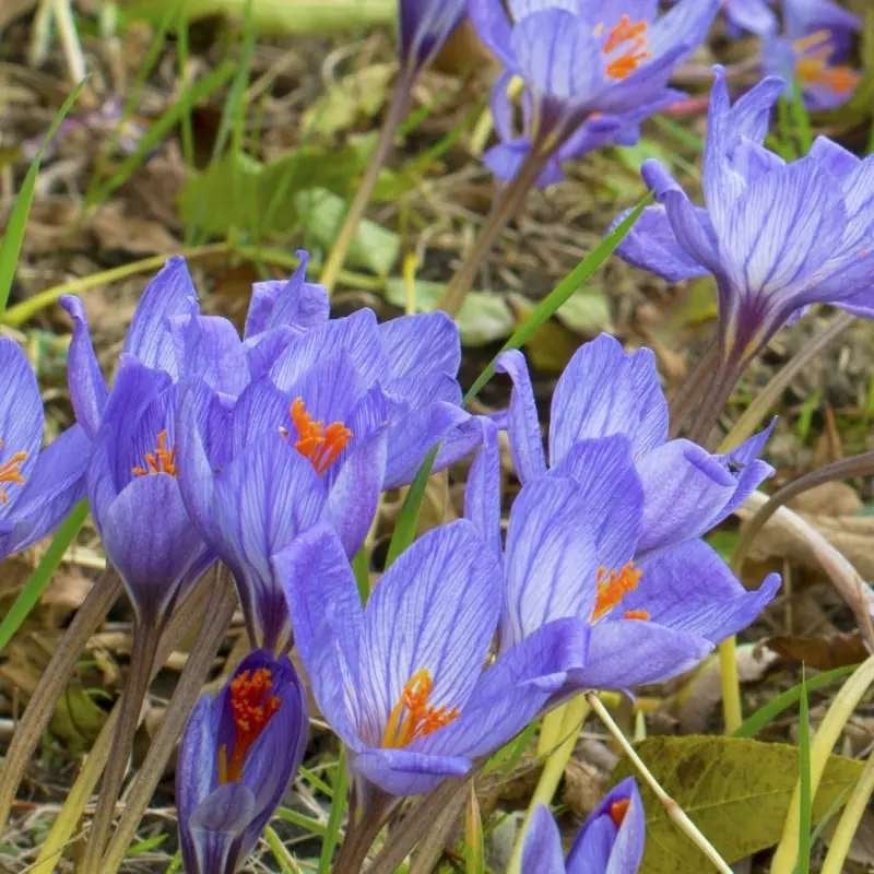 diverse soorten crocus, Ophalen of Verzenden, Najaar, Volle zon, Bloembol