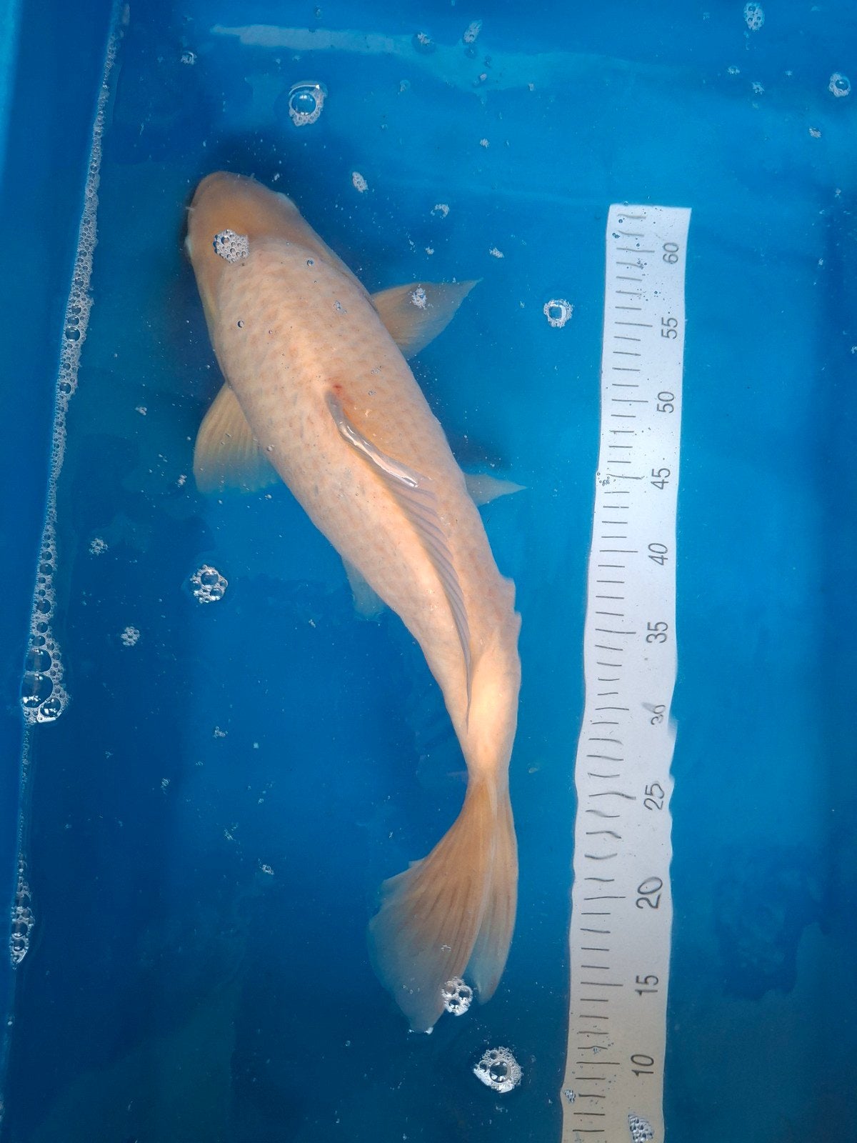 Koi chagoi 50 cm., Karper of Koi