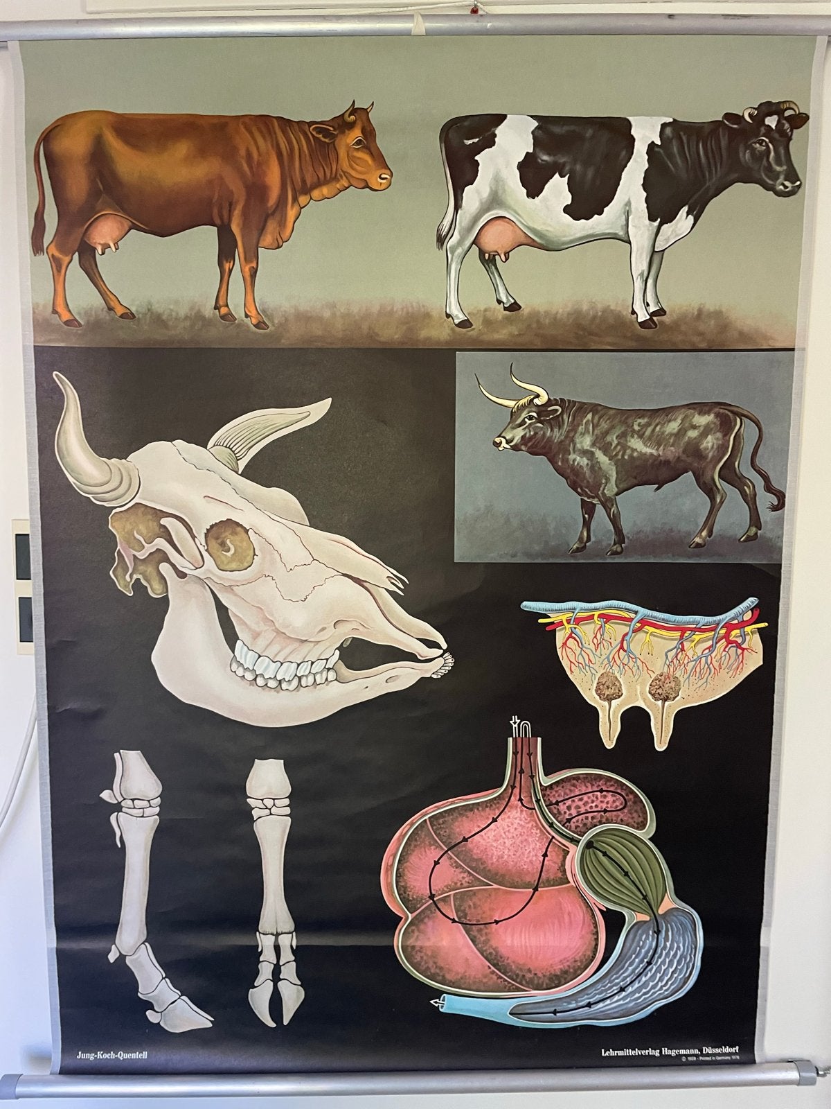 Schoolplaat: Runderen door Jung-Koch-Quentell, Ophalen of Verzenden, Natuur en Biologie