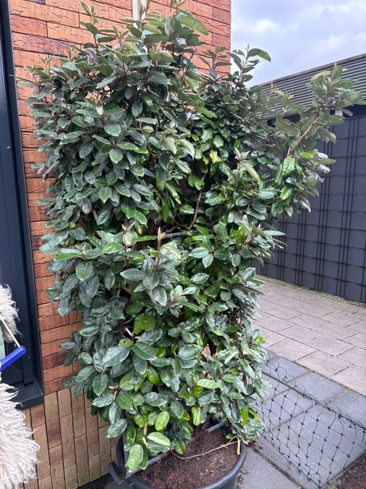 Olijfwilg, Bloeit niet, Overige soorten, 100 tot 250 cm, Ophalen