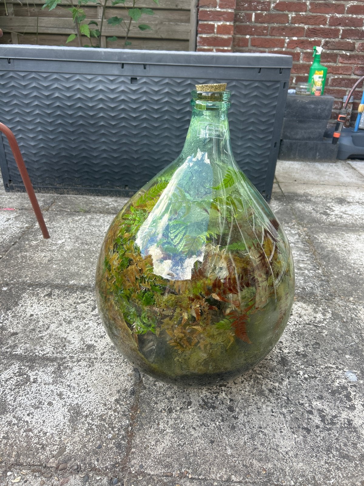 Fles voor aanleggen terrarium, Ophalen, Vaste plant, Varens, Bloeit niet
