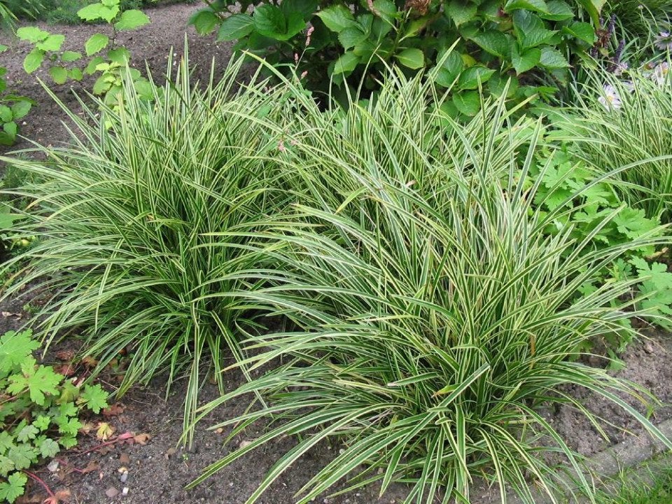 Vaste planten: carex morrowii ice dance, zegge, p9, Vaste plant, Siergrassen, Ophalen of Verzenden, Halfschaduw