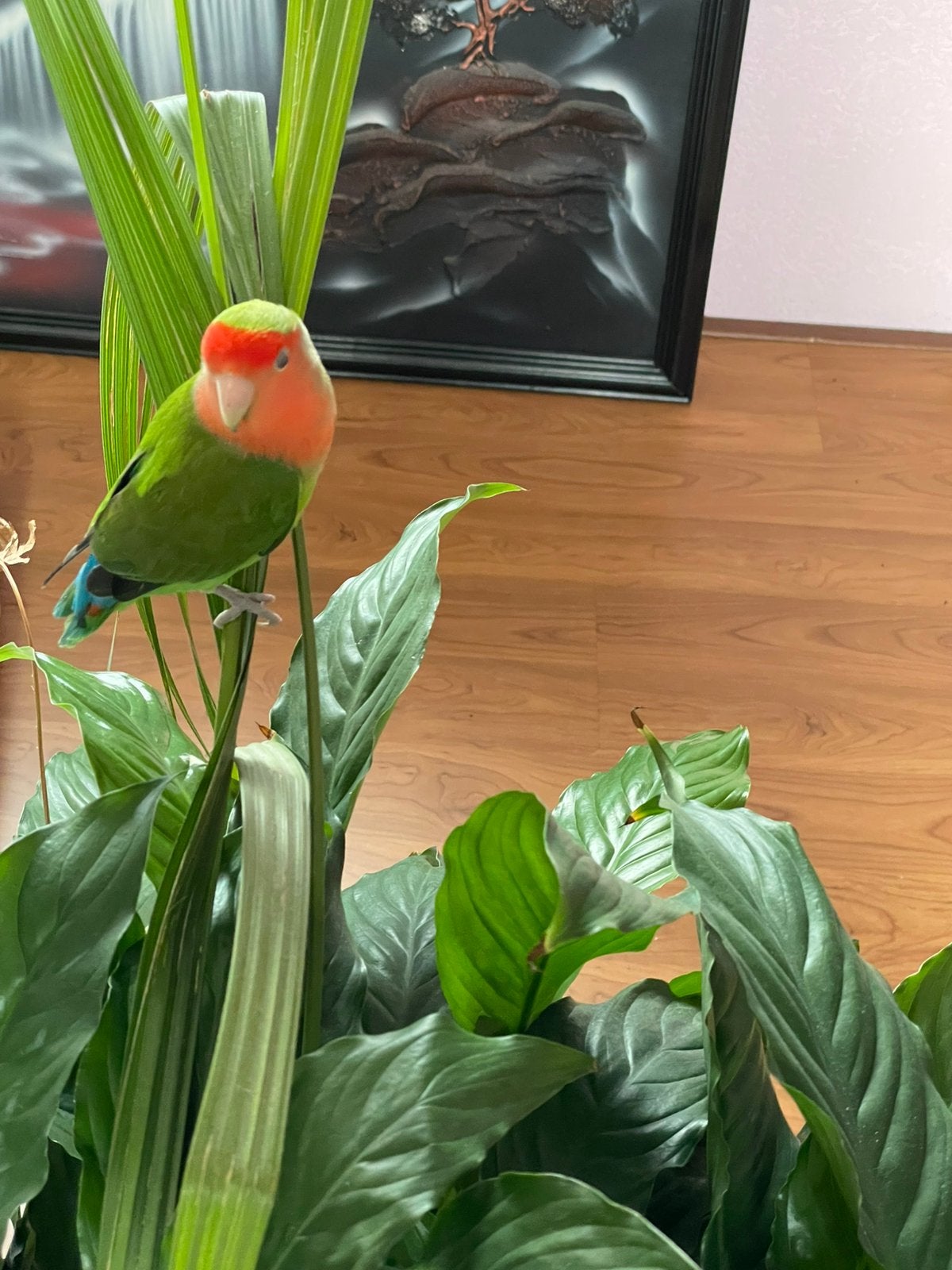 Agapornis Dwergpapegaai Lovebird Handtam, Meerdere dieren, Tam