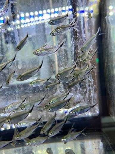 Blackline tetra, Dieren en Toebehoren, Vis