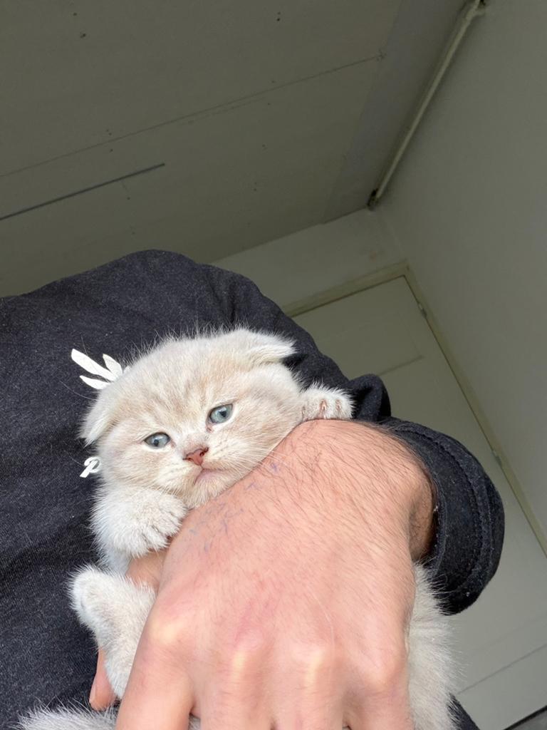 Britse korthaar kittens, Dieren en Toebehoren, Poes, Ontwormd, 0 tot 2 jaar