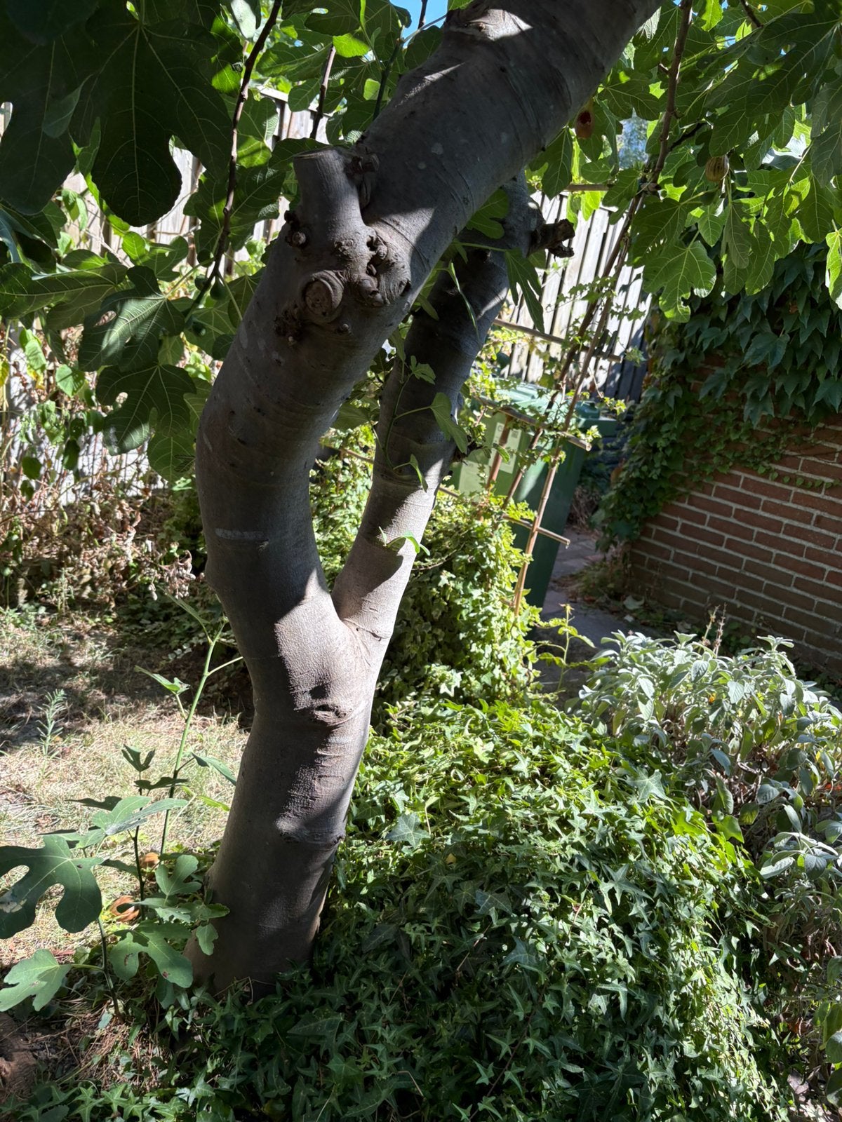 Gratis Vijgenboom, staat mooi in bloei, Ophalen, Lente, Volle zon, 250 tot 400 cm