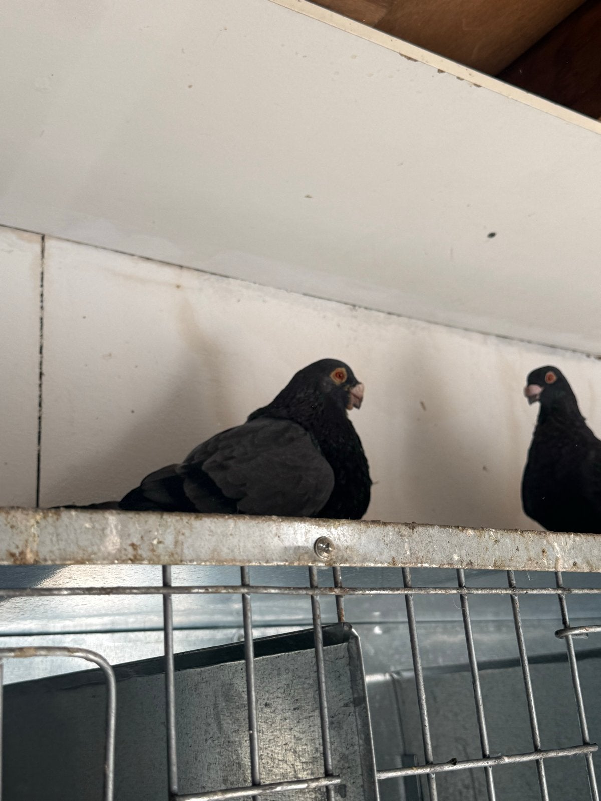 Mooi koppeltje loudino, Dieren en Toebehoren, Vogels | Duiven