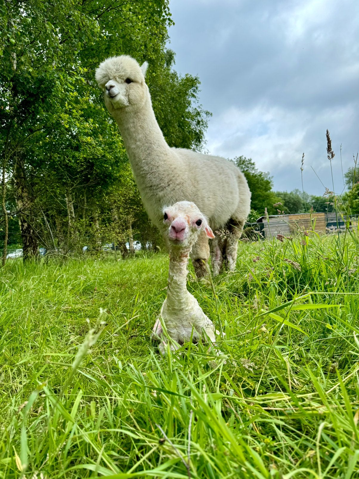 Alpaca merrie met hengstcria te koop – Jade & Pim, Dieren en Toebehoren, Mei, Meerdere dieren